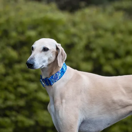 Obroża półzaciskowa ozdobna dla psa Bali Ocean 5 cm – ekskluzywna, niebieska obroża żakardowa z połyskiem